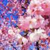 Hanami - La fioritura dei ciliegi