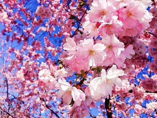 Hanami - La fioritura dei ciliegi