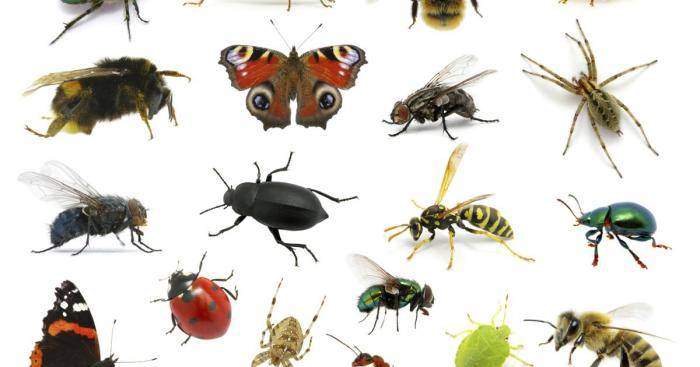 In mondo a 6 zampe: corso base di Entomologia