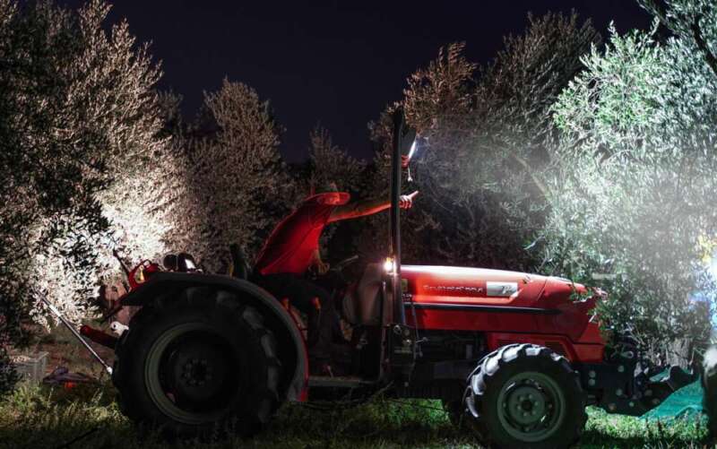 Raccolta notturna degli uliveti