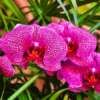 Le orchidee spontanee dell'Alfina