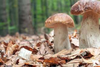 Festa del Fungo Porcino