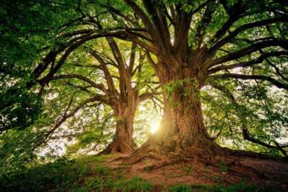alberi