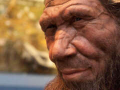 Siamo tutti un po neandertaliani