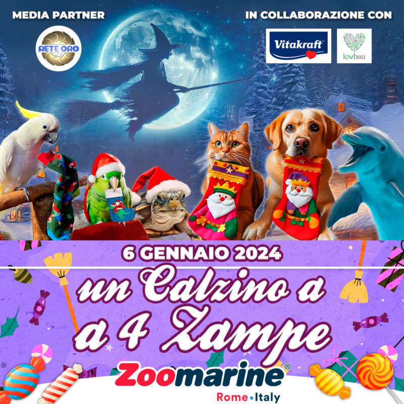 Un Calzino a 4 zampe