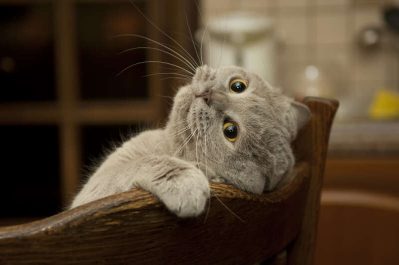 gatto dolce