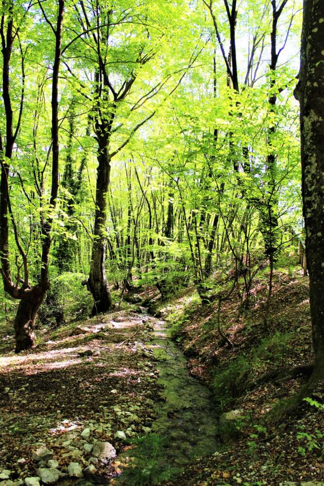 Parco dei Simbruini : faggete e vette con Nomos Trek