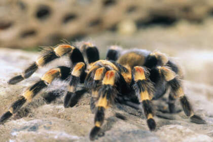 paura insetti