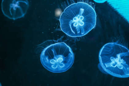 Meduse