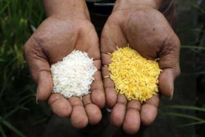 Golden Rice