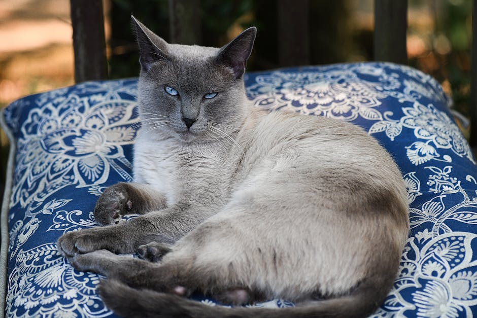 Un gatto accovacciato comodamente su un cuscino, con un'espressione rilassata e le orecchie leggermente inclinate in avanti