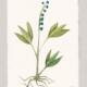 Voynich Manuscript Flora, mostra personale di Klára Sedlo