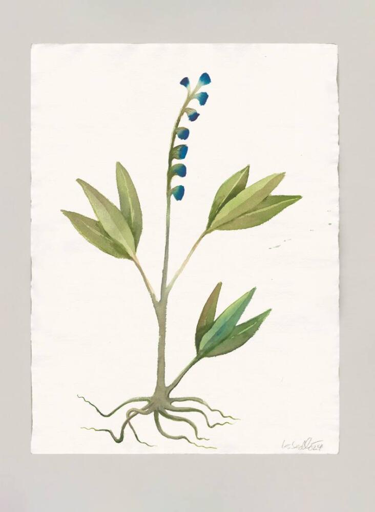 Voynich Manuscript Flora, mostra personale di Klára Sedlo