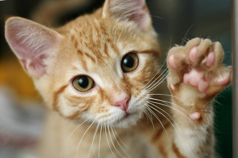 Segni che il tuo gatto ti ama o gli dai fastidio