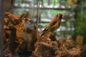 Ecomuseo “Orto del Centauro Chirone”