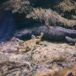 Acquario di Bolsena