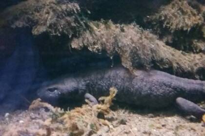 Acquario di Bolsena