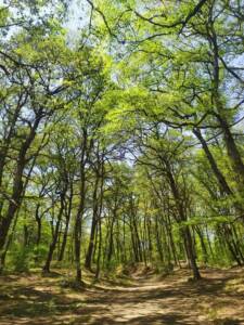 Bosco di Manziana
