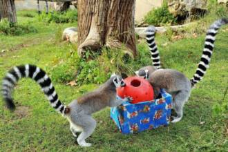 Festività natalizie al Bioparco