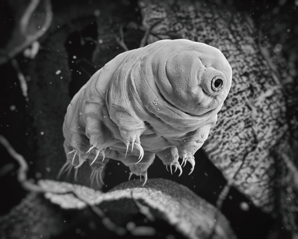 Campioni di Natura: 20 Record più Incredibili del Mondo Animale Tardigrado Mondo Animale