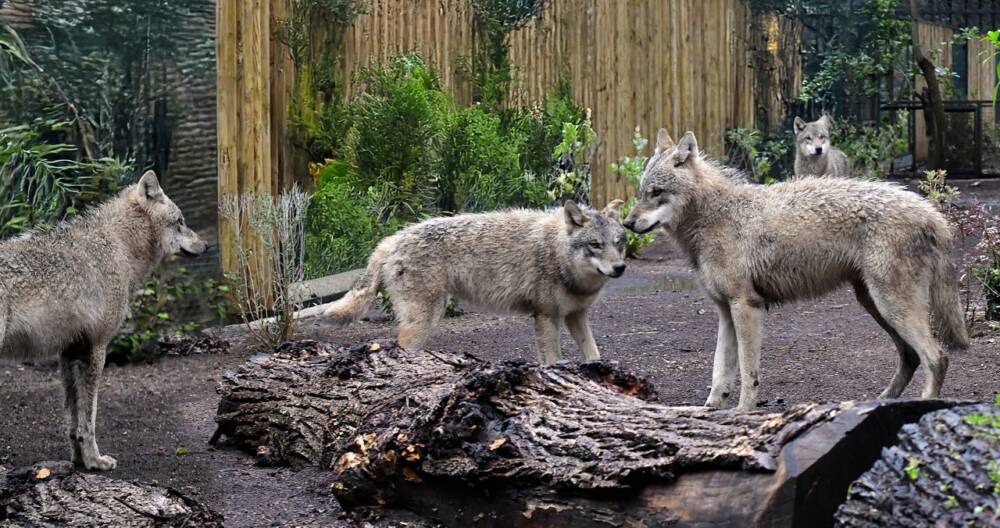 Il Bioparco di Roma accoglie quattro giovani lupi grigi eurasiatici Il Bioparco di Roma accoglie quattro giovani lupi grigi eurasiatici