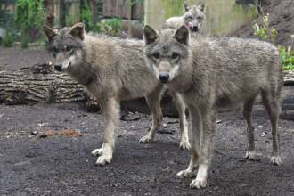 Il Bioparco di Roma accoglie quattro giovani lupi grigi eurasiatici