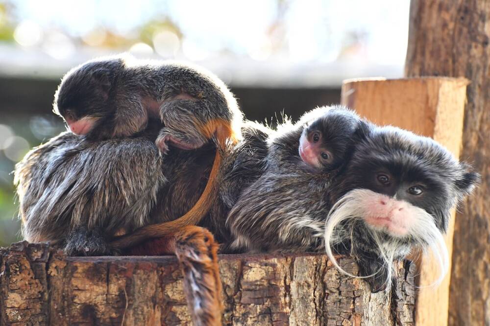 Nati due Tamarini Imperatore al Bioparco di Roma Tamarini Imperatore