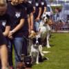 Torna il Dog Training a Castel Romano Torna il Dog Training a Castel Romano
