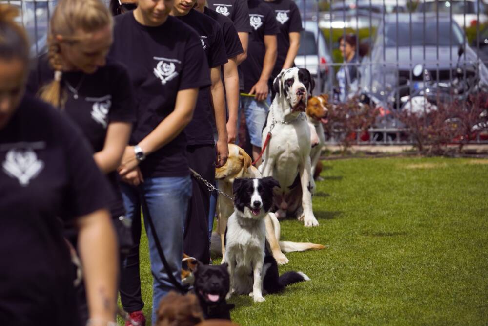 Eventi nel Lazio: Sagre, Concerti e Cosa Fare Torna il Dog Training a Castel Romano