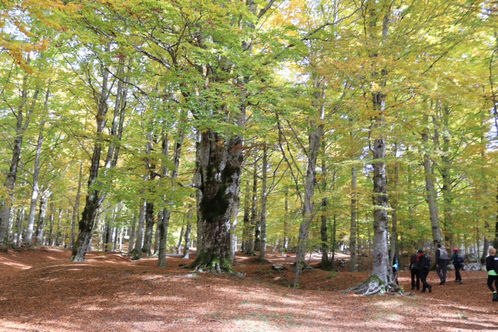 Fuga dall'afa: i luoghi più freschi del Lazio per un'estate rigenerante Monte Livata