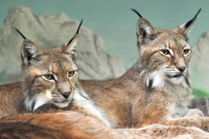 Aperta la nuova area delle linci al Bioparco di Roma Linci Bioparco Roma