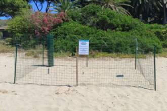 Nuovo nido di Caretta caretta a Sperlonga