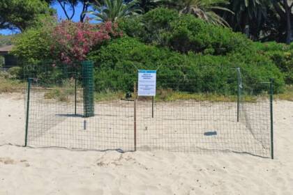 Nuovo nido di Caretta caretta a Sperlonga