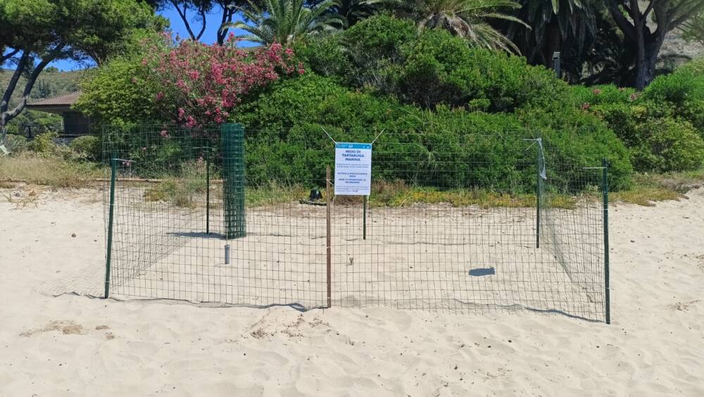 Nuovo nido di Caretta caretta a Sperlonga Nuovo nido di Caretta caretta a Sperlonga