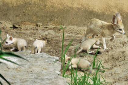 Al Bioparco di Roma sono nati cinque Fennec Al Bioparco di Roma sono nati cinque Fennec