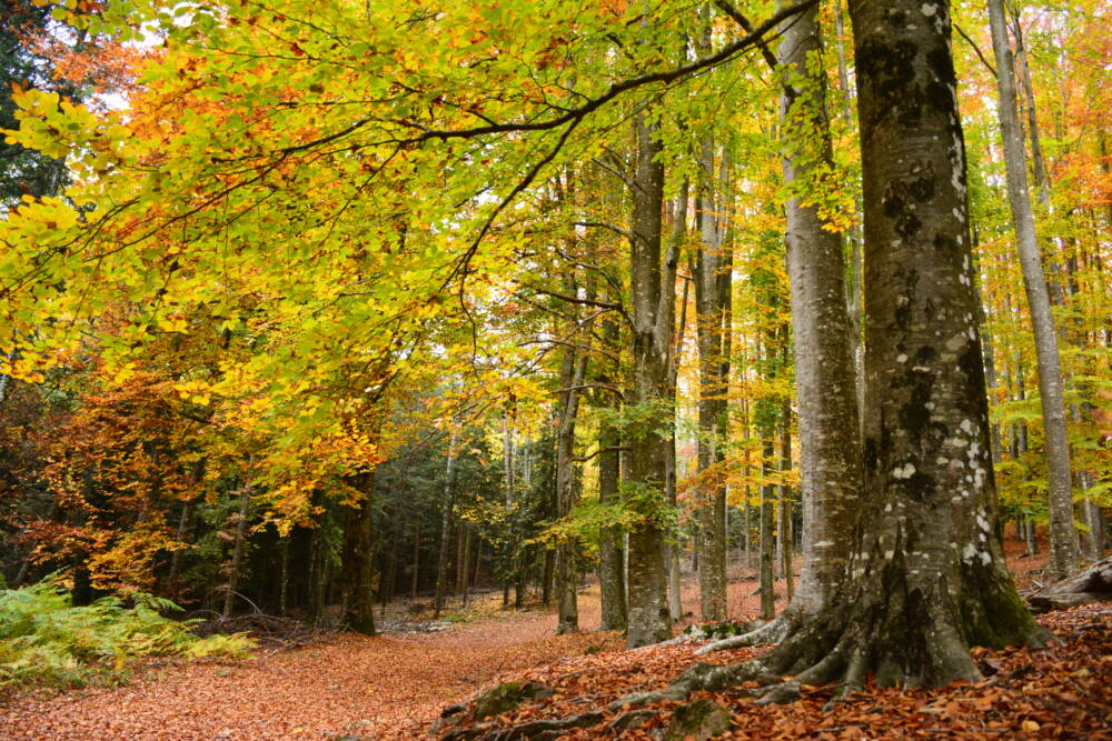 Autunno nel Lazio tra salute, natura e buone pratiche Autunno nel Lazio tra salute, natura e buone pratiche