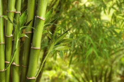 Il Bamboo come Biocombustibile: Una Rivoluzione a Basso Tenore di Carbonio