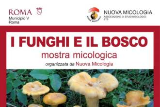 I funghi e il bosco Mostra Micologica I funghi e il bosco Mostra Micologica