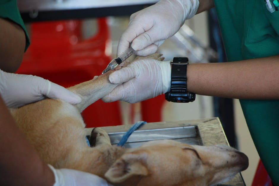 Un cane con anemia emolitica riceve una trasfusione di sangue in una clinica veterinaria