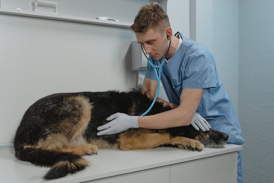 Un pastore tedesco mostra segni di displasia dell'anca durante una visita veterinaria