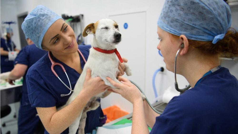 Un cucciolo riceve un vaccino da un veterinario mentre il proprietario lo conforta